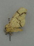  ( - BC ZSM Lep 31345)  @13 [ ] CreativeCommons - Attribution Non-Commercial Share-Alike (2010) Unspecified SNSB, Zoologische Staatssammlung Muenchen