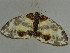  ( - BC ZSM Lep 31368)  @13 [ ] CreativeCommons - Attribution Non-Commercial Share-Alike (2010) Unspecified SNSB, Zoologische Staatssammlung Muenchen