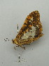  ( - BC ZSM Lep 31381)  @12 [ ] CreativeCommons - Attribution Non-Commercial Share-Alike (2010) Unspecified SNSB, Zoologische Staatssammlung Muenchen