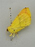  ( - BC ZSM Lep 31402)  @12 [ ] CreativeCommons - Attribution Non-Commercial Share-Alike (2010) Unspecified SNSB, Zoologische Staatssammlung Muenchen