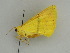  ( - BC ZSM Lep 31403)  @12 [ ] CreativeCommons - Attribution Non-Commercial Share-Alike (2010) Unspecified SNSB, Zoologische Staatssammlung Muenchen