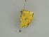  ( - BC ZSM Lep 31409)  @11 [ ] CreativeCommons - Attribution Non-Commercial Share-Alike (2010) Unspecified SNSB, Zoologische Staatssammlung Muenchen