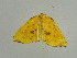  (Corymica spatiosa - BC ZSM Lep 31411)  @12 [ ] CreativeCommons - Attribution Non-Commercial Share-Alike (2010) Unspecified SNSB, Zoologische Staatssammlung Muenchen