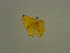  ( - BC ZSM Lep 31413)  @12 [ ] CreativeCommons - Attribution Non-Commercial Share-Alike (2010) Unspecified SNSB, Zoologische Staatssammlung Muenchen