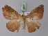  ( - BC ZSM Lep 31972)  @13 [ ] CreativeCommons - Attribution Non-Commercial Share-Alike (2010) Unspecified SNSB, Zoologische Staatssammlung Muenchen