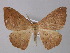  ( - BC ZSM Lep 31973)  @13 [ ] CreativeCommons - Attribution Non-Commercial Share-Alike (2010) Unspecified SNSB, Zoologische Staatssammlung Muenchen