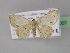  (Scopula pulchellata - BC ZSM Lep 32007)  @14 [ ] CreativeCommons - Attribution Non-Commercial Share-Alike (2010) Unspecified SNSB, Zoologische Staatssammlung Muenchen