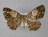  ( - BC ZSM Lep 32012)  @13 [ ] CreativeCommons - Attribution Non-Commercial Share-Alike (2010) Unspecified SNSB, Zoologische Staatssammlung Muenchen