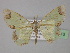  ( - BC ZSM Lep 32013)  @13 [ ] CreativeCommons - Attribution Non-Commercial Share-Alike (2010) Unspecified SNSB, Zoologische Staatssammlung Muenchen