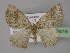 ( - BC ZSM Lep 32019)  @14 [ ] CreativeCommons - Attribution Non-Commercial Share-Alike (2010) Unspecified SNSB, Zoologische Staatssammlung Muenchen