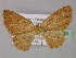  ( - BC ZSM Lep 32020)  @13 [ ] CreativeCommons - Attribution Non-Commercial Share-Alike (2010) Unspecified SNSB, Zoologische Staatssammlung Muenchen