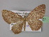  ( - BC ZSM Lep 32021)  @14 [ ] CreativeCommons - Attribution Non-Commercial Share-Alike (2010) Unspecified SNSB, Zoologische Staatssammlung Muenchen