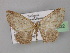  ( - BC ZSM Lep 32022)  @14 [ ] CreativeCommons - Attribution Non-Commercial Share-Alike (2010) Unspecified SNSB, Zoologische Staatssammlung Muenchen