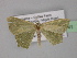  ( - BC ZSM Lep 32041)  @12 [ ] CreativeCommons - Attribution Non-Commercial Share-Alike (2010) Unspecified SNSB, Zoologische Staatssammlung Muenchen