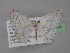  (Scopula argentidisca - BC ZSM Lep 32046)  @14 [ ] CreativeCommons - Attribution Non-Commercial Share-Alike (2010) Unspecified SNSB, Zoologische Staatssammlung Muenchen