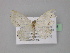  ( - BC ZSM Lep 32049)  @13 [ ] CreativeCommons - Attribution Non-Commercial Share-Alike (2010) Unspecified SNSB, Zoologische Staatssammlung Muenchen