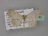  ( - BC ZSM Lep 32052)  @13 [ ] CreativeCommons - Attribution Non-Commercial Share-Alike (2010) Unspecified SNSB, Zoologische Staatssammlung Muenchen