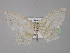  (Scopula scotti - BC ZSM Lep 32055)  @14 [ ] CreativeCommons - Attribution Non-Commercial Share-Alike (2010) Unspecified SNSB, Zoologische Staatssammlung Muenchen