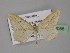  ( - BC ZSM Lep 32056)  @11 [ ] CreativeCommons - Attribution Non-Commercial Share-Alike (2010) Unspecified SNSB, Zoologische Staatssammlung Muenchen