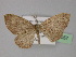  ( - BC ZSM Lep 32057)  @14 [ ] CreativeCommons - Attribution Non-Commercial Share-Alike (2010) Unspecified SNSB, Zoologische Staatssammlung Muenchen