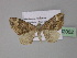  ( - BC ZSM Lep 32062)  @13 [ ] CreativeCommons - Attribution Non-Commercial Share-Alike (2010) Unspecified SNSB, Zoologische Staatssammlung Muenchen