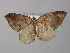  ( - BC ZSM Lep 32073)  @13 [ ] CreativeCommons - Attribution Non-Commercial Share-Alike (2010) Unspecified SNSB, Zoologische Staatssammlung Muenchen