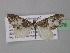  ( - BC ZSM Lep 32078)  @11 [ ] CreativeCommons - Attribution Non-Commercial Share-Alike (2010) Unspecified SNSB, Zoologische Staatssammlung Muenchen
