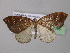  (Eulithis AH02Tz - BC ZSM Lep 32095)  @14 [ ] CreativeCommons - Attribution Non-Commercial Share-Alike (2010) Unspecified SNSB, Zoologische Staatssammlung Muenchen
