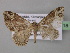  ( - BC ZSM Lep 32118)  @13 [ ] CreativeCommons - Attribution Non-Commercial Share-Alike (2010) Unspecified SNSB, Zoologische Staatssammlung Muenchen