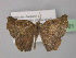  ( - BC ZSM Lep 32121)  @13 [ ] CreativeCommons - Attribution Non-Commercial Share-Alike (2010) Unspecified SNSB, Zoologische Staatssammlung Muenchen