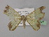  ( - BC ZSM Lep 32127)  @13 [ ] CreativeCommons - Attribution Non-Commercial Share-Alike (2010) Unspecified SNSB, Zoologische Staatssammlung Muenchen