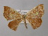 ( - BC ZSM Lep 32134)  @14 [ ] CreativeCommons - Attribution Non-Commercial Share-Alike (2010) Unspecified SNSB, Zoologische Staatssammlung Muenchen