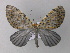  (Graphidipus AH01Ec - BC ZSM Lep 32734)  @14 [ ] CreativeCommons - Attribution Non-Commercial Share-Alike (2010) Unspecified SNSB, Zoologische Staatssammlung Muenchen