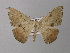  ( - BC ZSM Lep 32737)  @13 [ ] CreativeCommons - Attribution Non-Commercial Share-Alike (2010) Unspecified SNSB, Zoologische Staatssammlung Muenchen