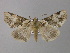  ( - BC ZSM Lep 32749)  @14 [ ] CreativeCommons - Attribution Non-Commercial Share-Alike (2010) Unspecified SNSB, Zoologische Staatssammlung Muenchen