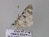  ( - BC ZSM Lep 32798)  @13 [ ] CreativeCommons - Attribution Non-Commercial Share-Alike (2010) Unspecified SNSB, Zoologische Staatssammlung Muenchen