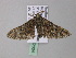  ( - BC ZSM Lep 32804)  @13 [ ] CreativeCommons - Attribution Non-Commercial Share-Alike (2010) Unspecified SNSB, Zoologische Staatssammlung Muenchen