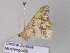  ( - BC ZSM Lep 32960)  @13 [ ] CreativeCommons - Attribution Non-Commercial Share-Alike (2010) Unspecified SNSB, Zoologische Staatssammlung Muenchen