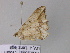  ( - BC ZSM Lep 32961)  @13 [ ] CreativeCommons - Attribution Non-Commercial Share-Alike (2010) Unspecified SNSB, Zoologische Staatssammlung Muenchen