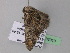  ( - BC ZSM Lep 33010)  @13 [ ] CreativeCommons - Attribution Non-Commercial Share-Alike (2010) Unspecified SNSB, Zoologische Staatssammlung Muenchen