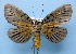  ( - BC ZSM Lep 33792)  @14 [ ] Copyright (2010) Unspecified SNSB, Zoologische Staatssammlung Muenchen