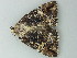  ( - BC ZSM Lep 72793)  @13 [ ] CreativeCommons - Attribution Non-Commercial Share-Alike (2015) Axel Hausmann/Bavarian State Collection of Zoology (ZSM) SNSB, Zoologische Staatssammlung Muenchen