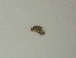  ( - BC ZSM Lep 72794)  @11 [ ] CreativeCommons - Attribution Non-Commercial Share-Alike (2015) Axel Hausmann/Bavarian State Collection of Zoology (ZSM) SNSB, Zoologische Staatssammlung Muenchen