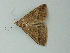  ( - BC ZSM Lep 72801)  @12 [ ] CreativeCommons - Attribution Non-Commercial Share-Alike (2015) Axel Hausmann/Bavarian State Collection of Zoology (ZSM) SNSB, Zoologische Staatssammlung Muenchen