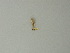  (Oidaematophorus borbonicus - BC ZSM Lep 72803)  @11 [ ] CreativeCommons - Attribution Non-Commercial Share-Alike (2015) Axel Hausmann/Bavarian State Collection of Zoology (ZSM) SNSB, Zoologische Staatssammlung Muenchen