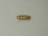  ( - BC ZSM Lep 72812)  @12 [ ] CreativeCommons - Attribution Non-Commercial Share-Alike (2015) Axel Hausmann/Bavarian State Collection of Zoology (ZSM) SNSB, Zoologische Staatssammlung Muenchen