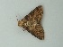  ( - BC ZSM Lep 72817)  @12 [ ] CreativeCommons - Attribution Non-Commercial Share-Alike (2015) Axel Hausmann/Bavarian State Collection of Zoology (ZSM) SNSB, Zoologische Staatssammlung Muenchen
