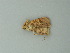  ( - BC ZSM Lep 72822)  @12 [ ] CreativeCommons - Attribution Non-Commercial Share-Alike (2015) Axel Hausmann/Bavarian State Collection of Zoology (ZSM) SNSB, Zoologische Staatssammlung Muenchen