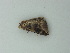  ( - BC ZSM Lep 72829)  @12 [ ] CreativeCommons - Attribution Non-Commercial Share-Alike (2015) Axel Hausmann/Bavarian State Collection of Zoology (ZSM) SNSB, Zoologische Staatssammlung Muenchen