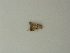 ( - BC ZSM Lep 72845)  @11 [ ] CreativeCommons - Attribution Non-Commercial Share-Alike (2015) Axel Hausmann/Bavarian State Collection of Zoology (ZSM) SNSB, Zoologische Staatssammlung Muenchen